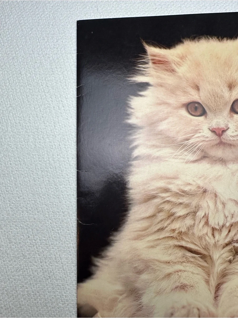 Vintage 1970s Mead Kitten Cat Folder Soft Cream Cat Cover